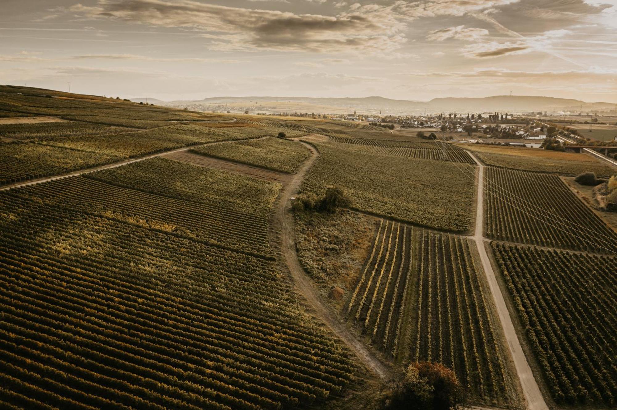 Weingut U. Gaestehaus Vogt-Fehlinger Biebelsheim Ngoại thất bức ảnh